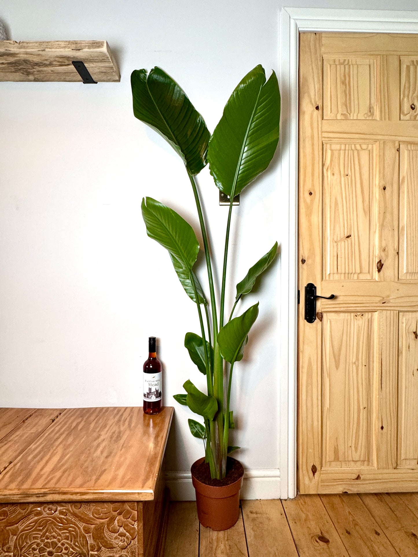 140cm Strelitzia Nicolai (Bird of Paradise)
