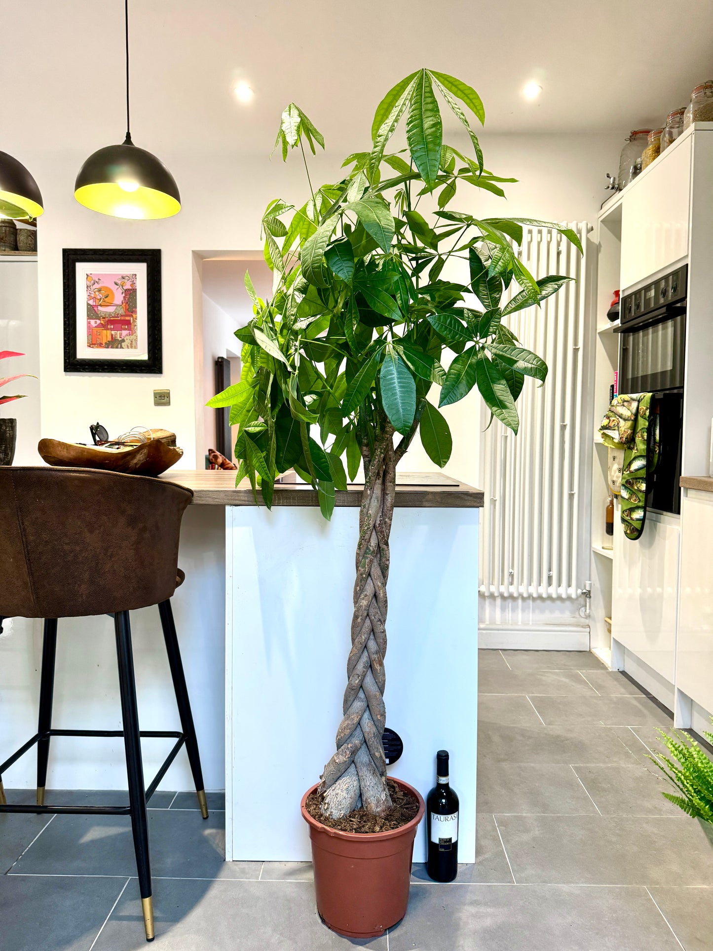 160cm Pachira Aquatica (Money Tree)