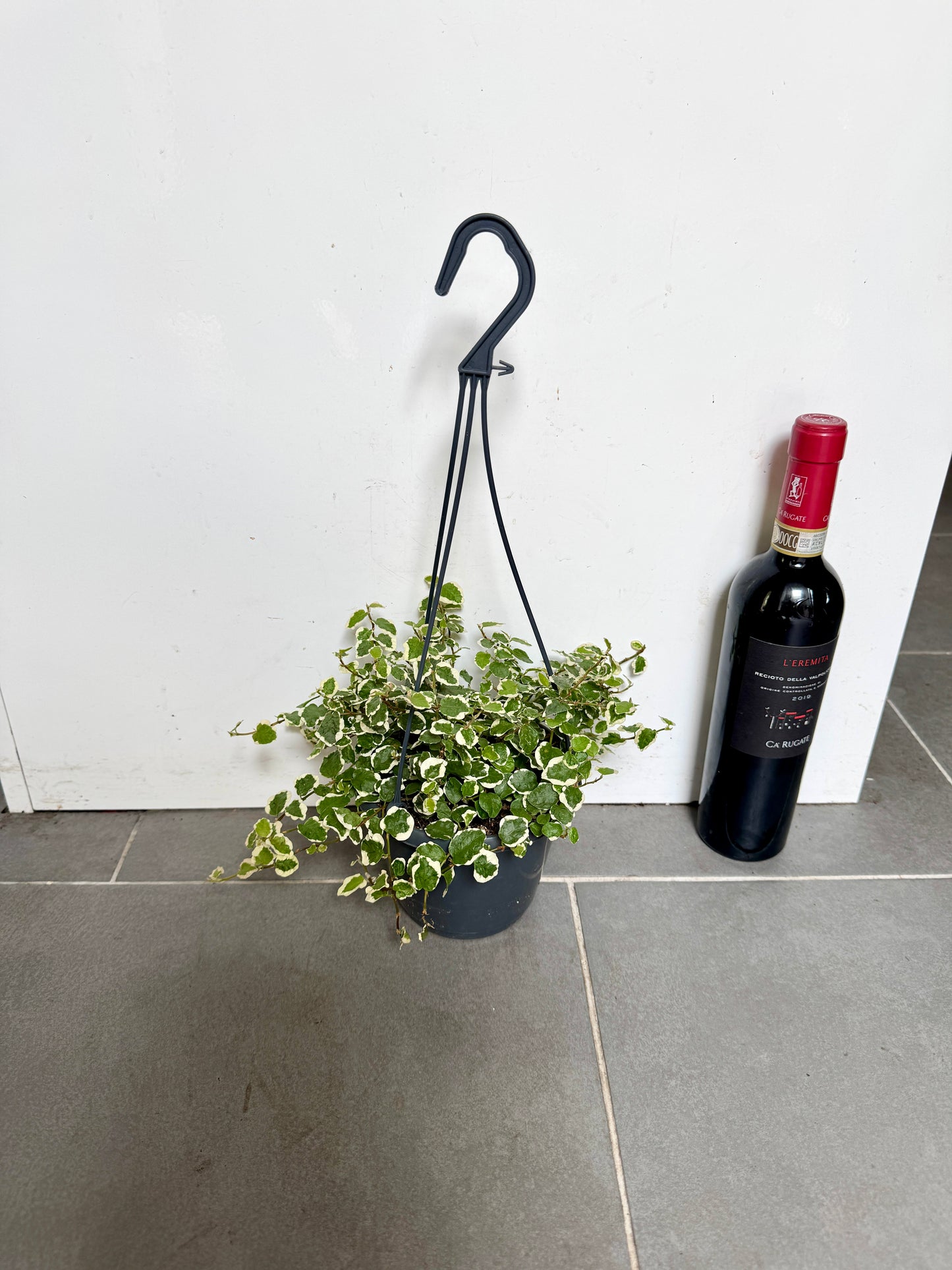 25cm Ficus Pumila Sunny