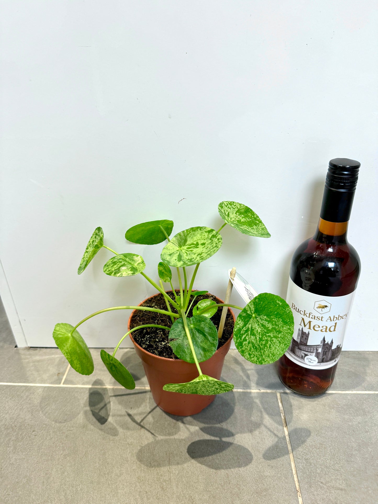 25cm Variegated Pilea Mojito Peperomioides
