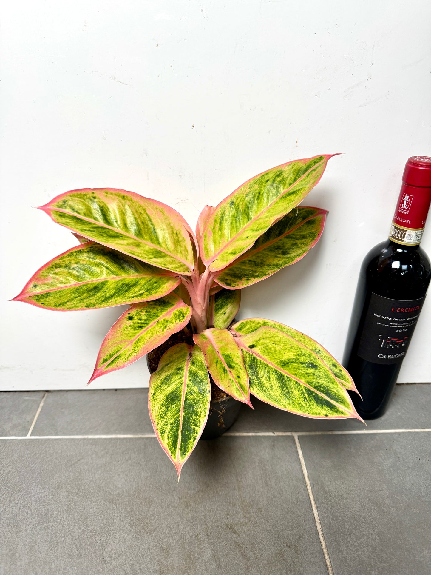 40cm Aglaonema Salmon Fantasy