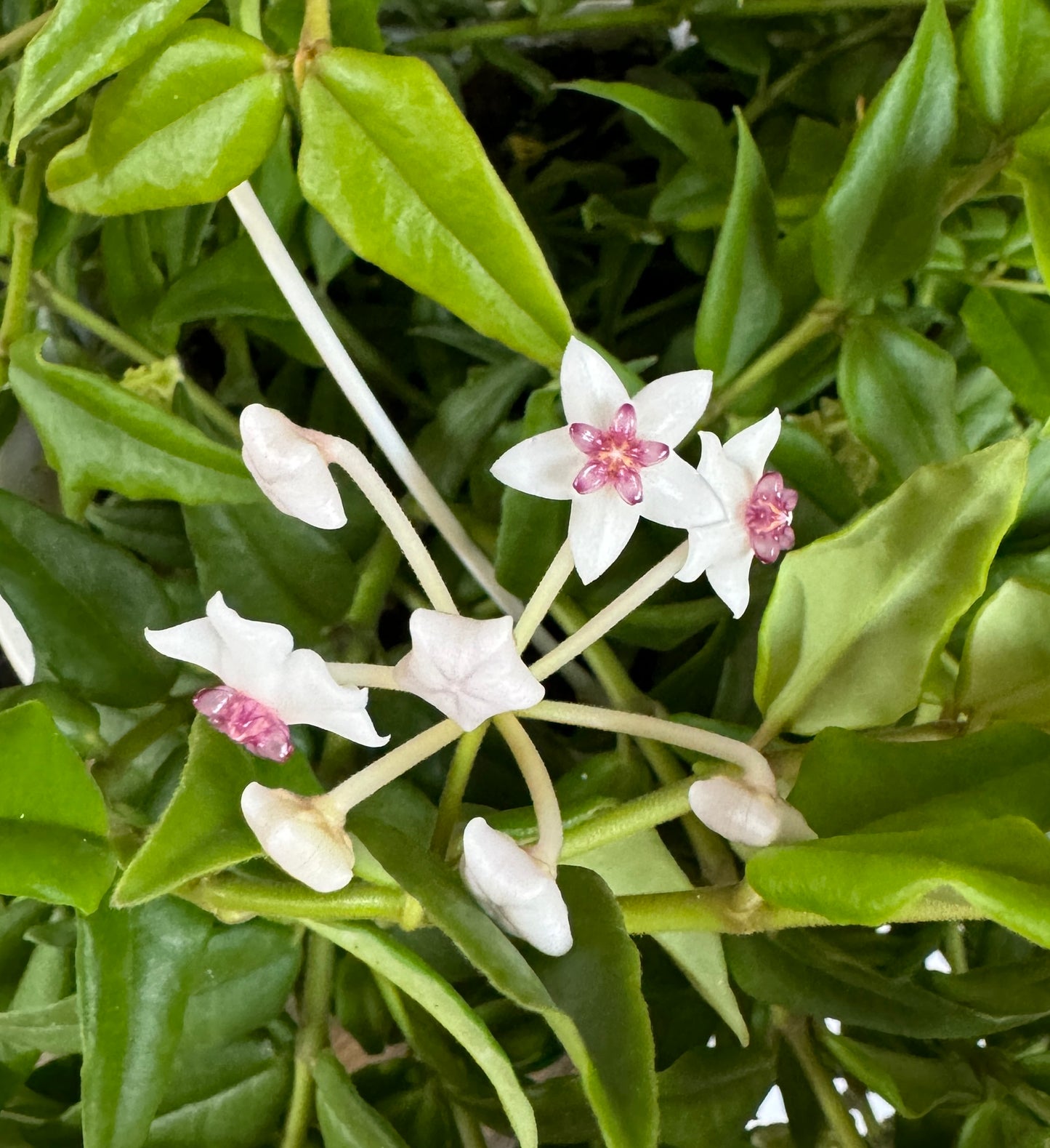 50cm Hanging Hoya Bella