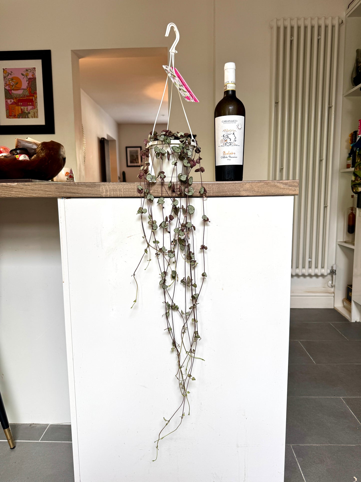 90cm String of Hearts Silver Glory (Ceropegia Woodii)