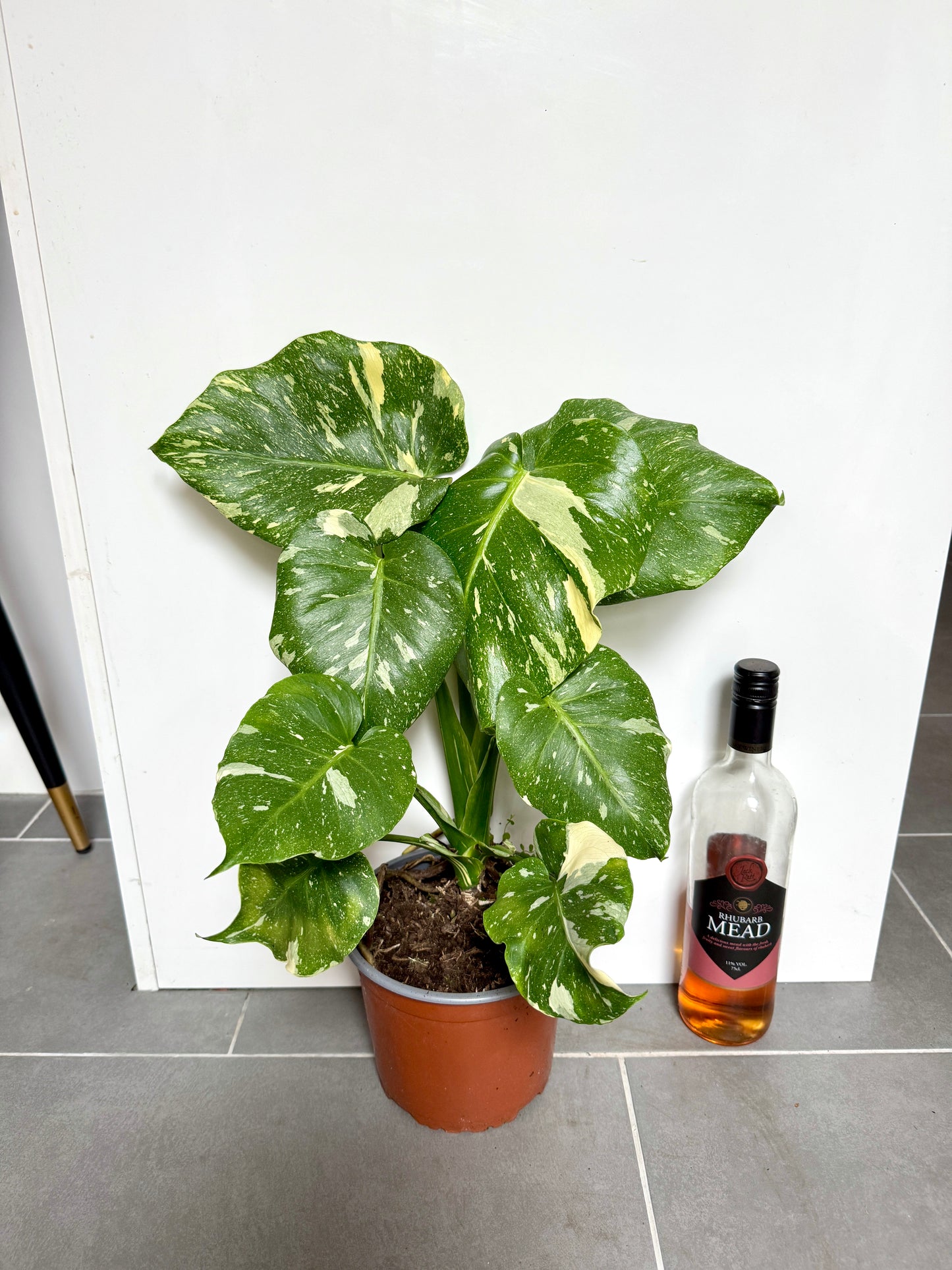 40cm Monstera Deliciosa Thai Constellation (Swiss Cheese Plant)