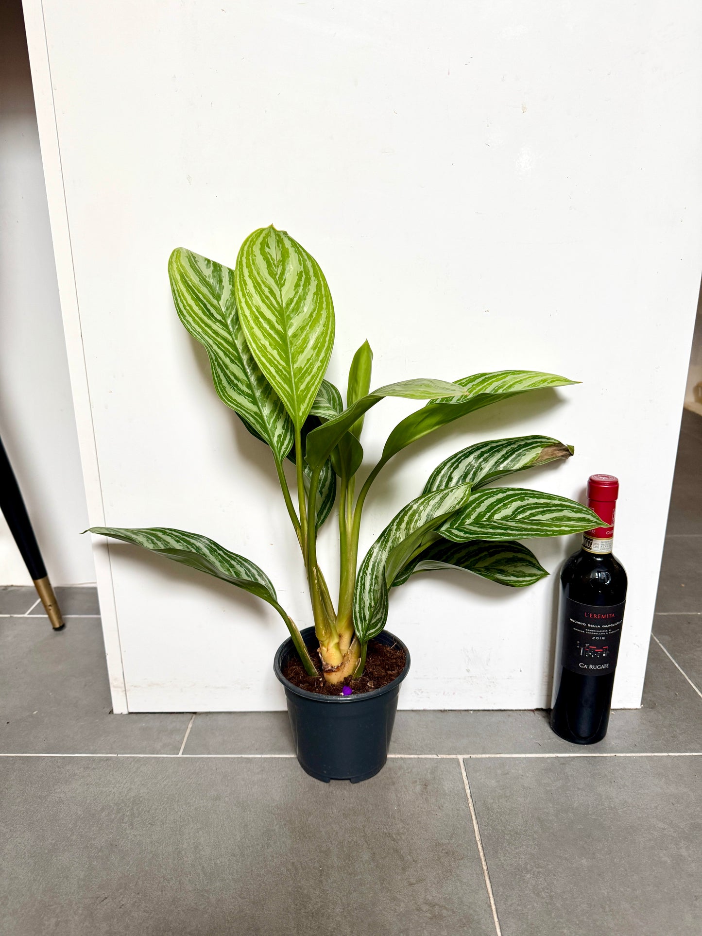 50cm Aglaonema Stripes