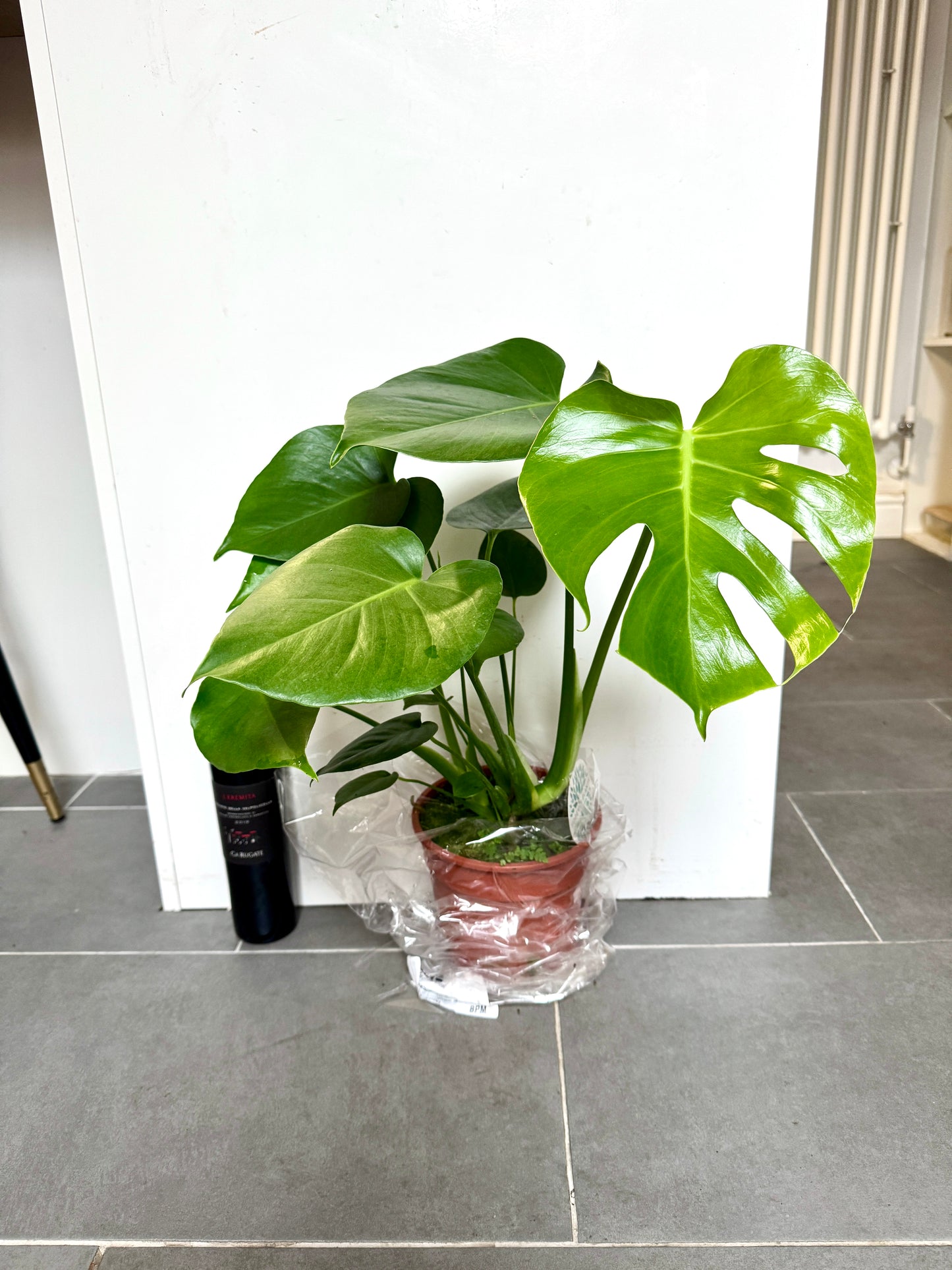 50cm Swiss Cheese (Monstera Deliciosa)