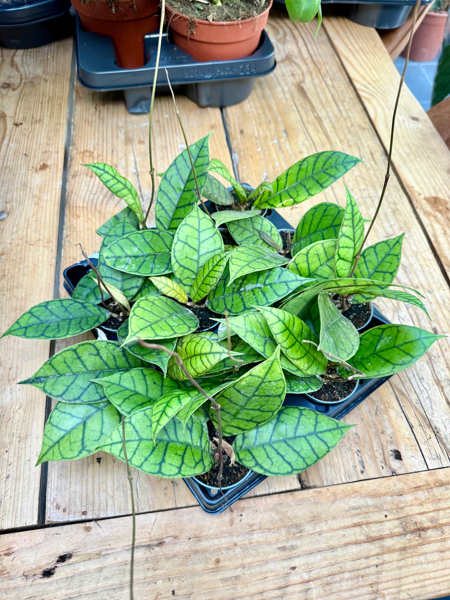 Hoya Callistophylla - 6cm pots