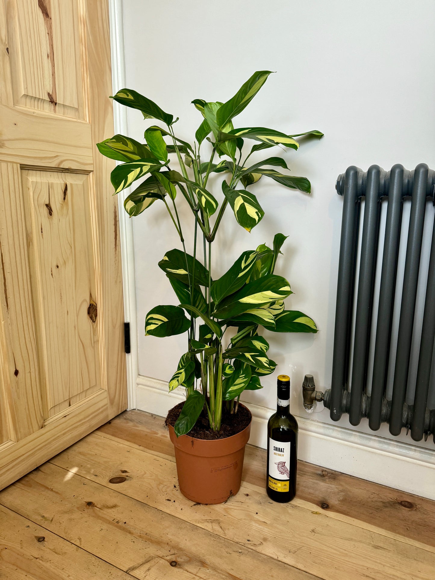 90cm Ctenanthe Golden Mosaic