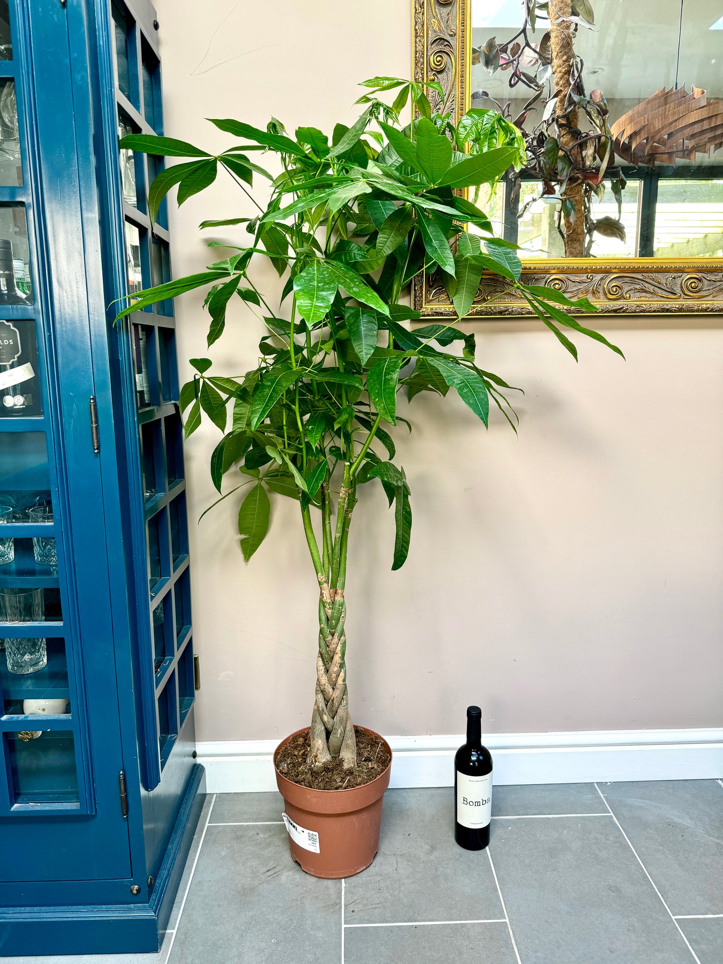 140cm Pachira Aquatica (Money Tree)