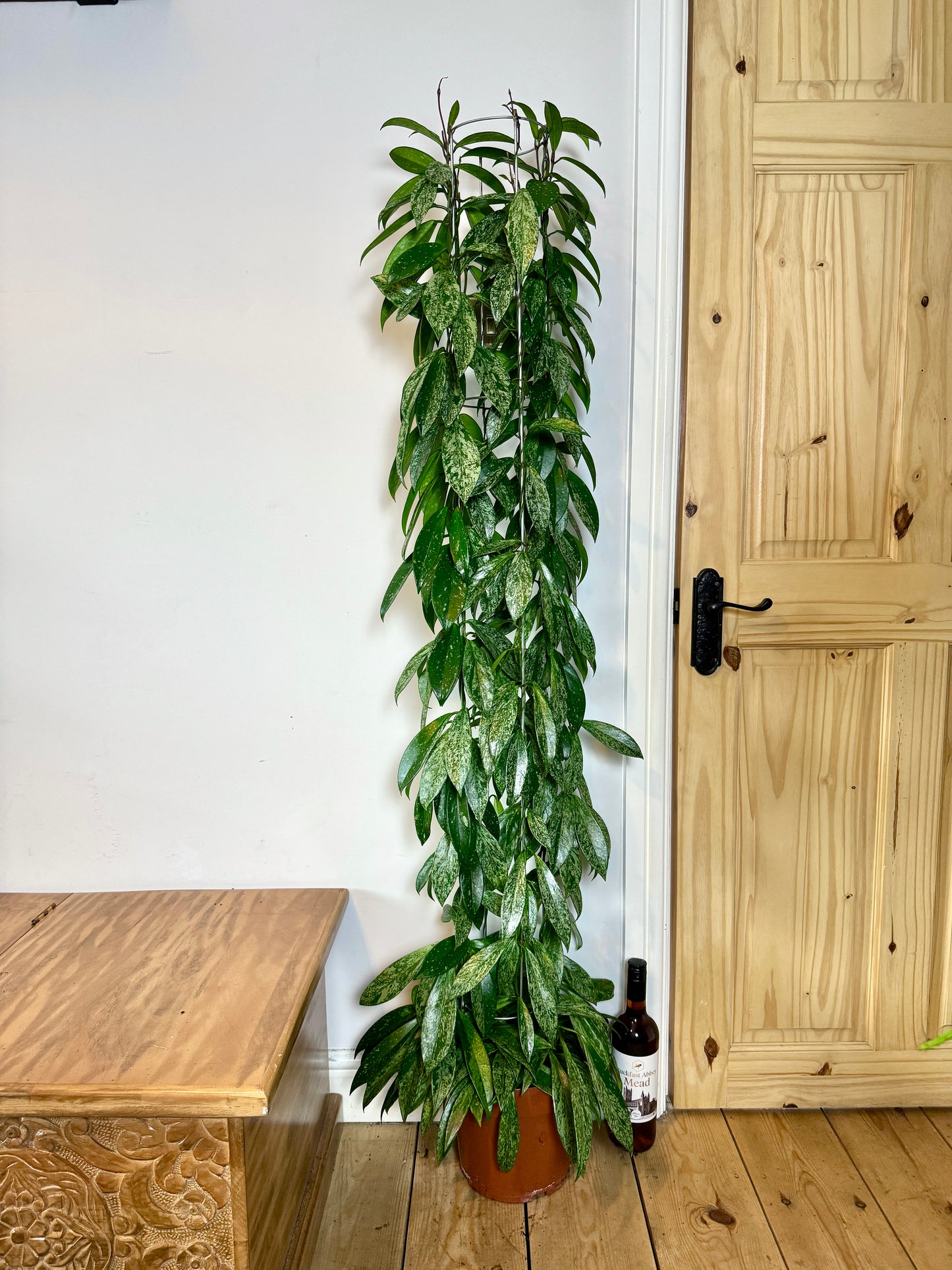 150cm Hoya Silverspot