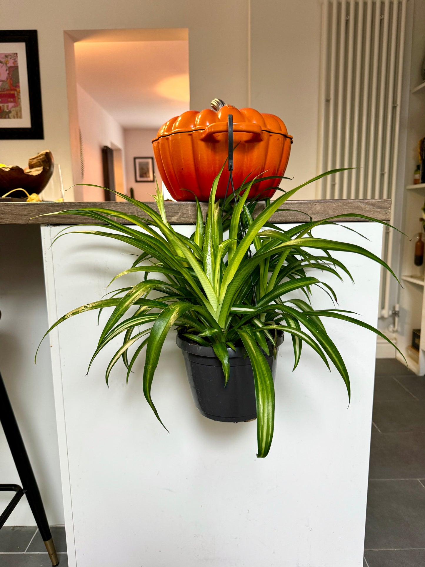 30cm Chlorophytum Comosum