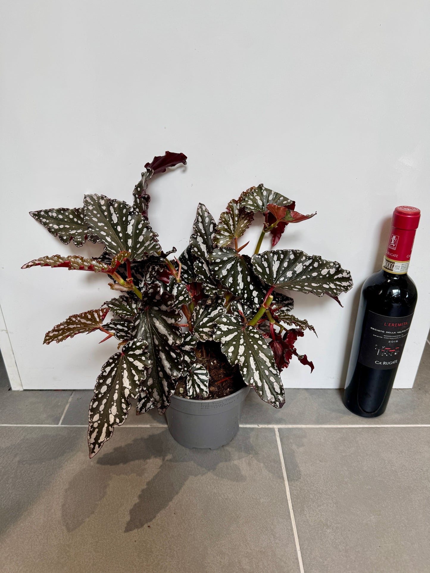 30cm Begonia Maculata Dark Form