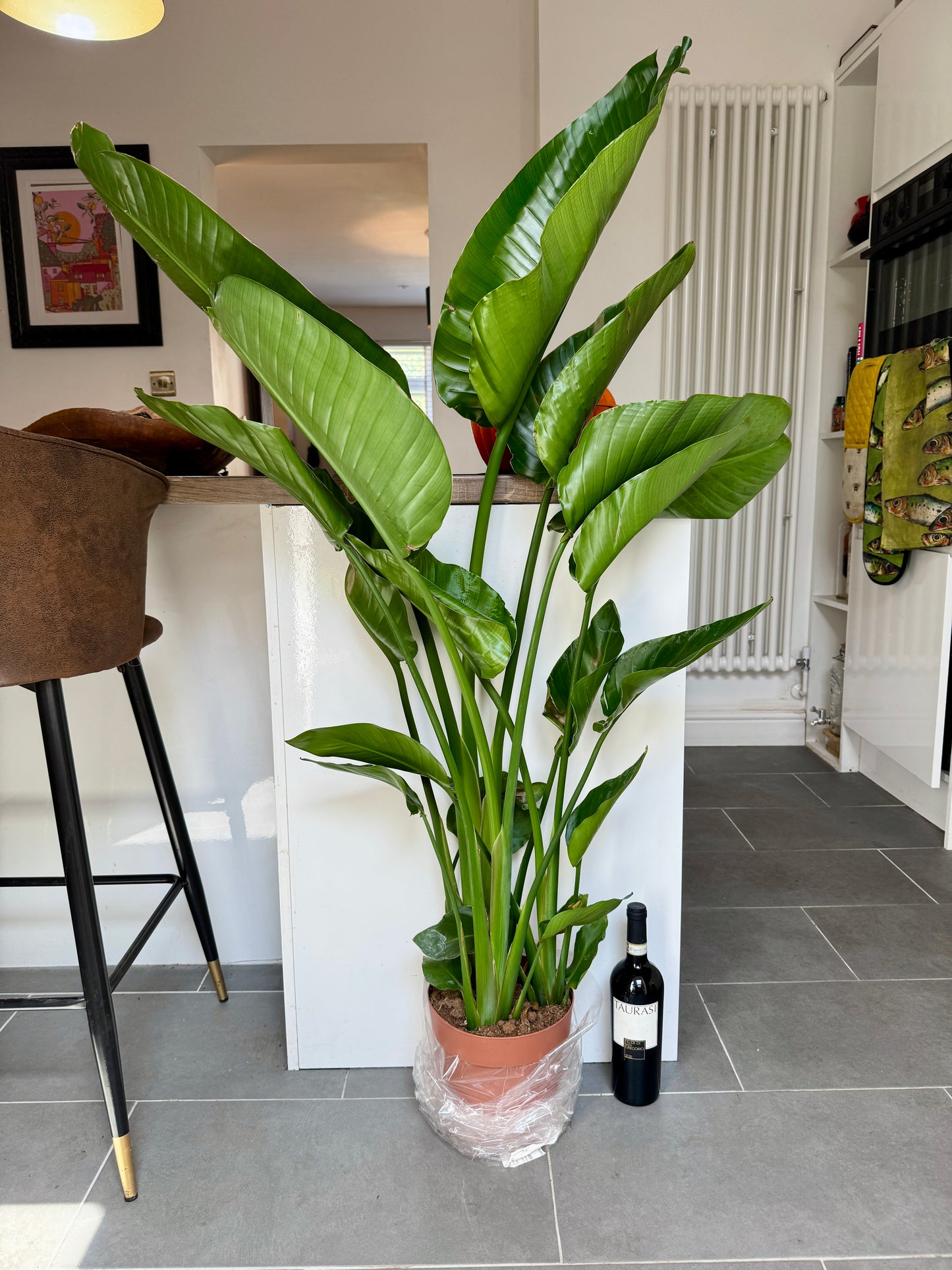130cm Strelitzia Nicolai (Bird of Paradise)