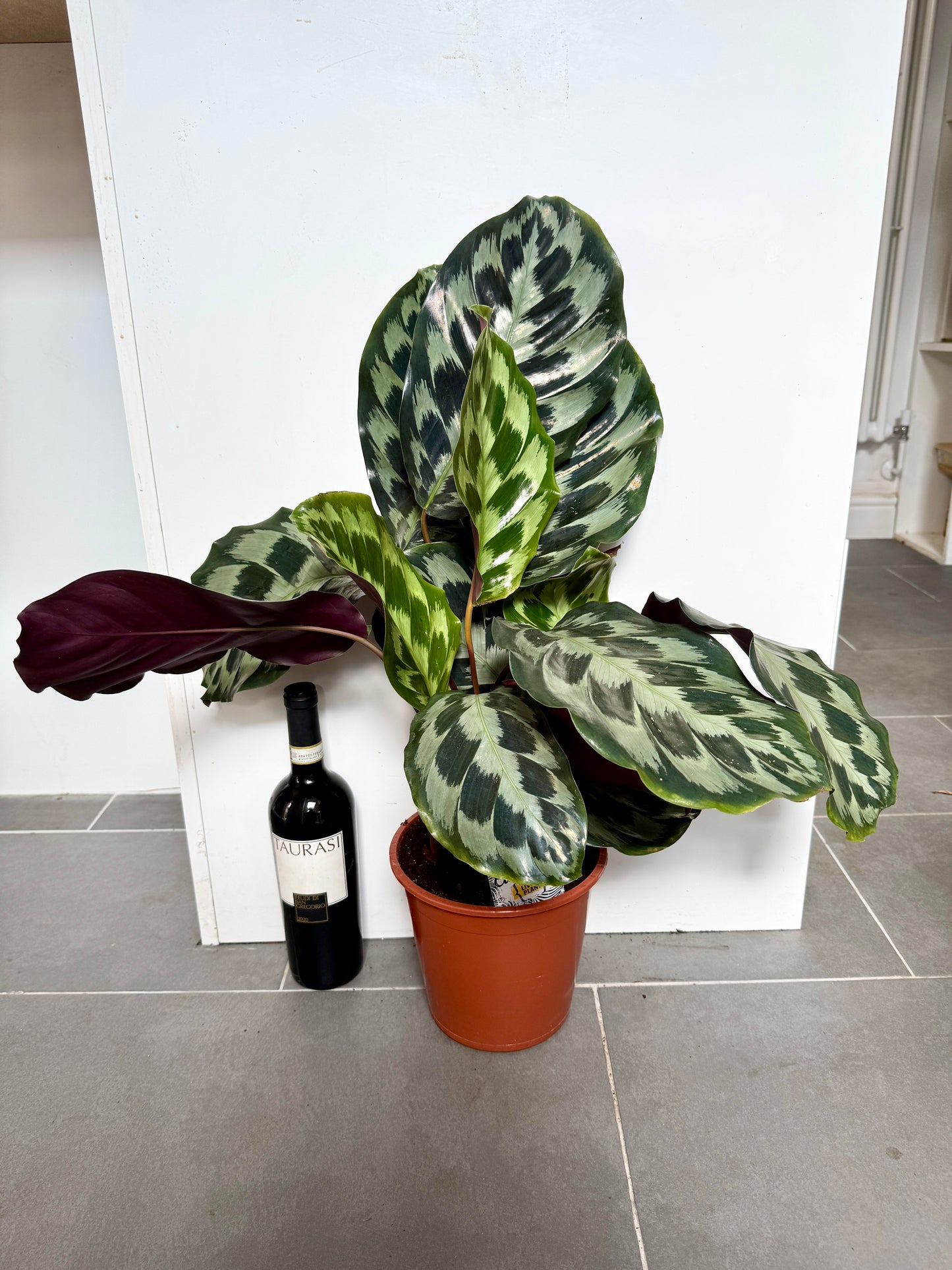 60cm Calathea Helen Kennedy