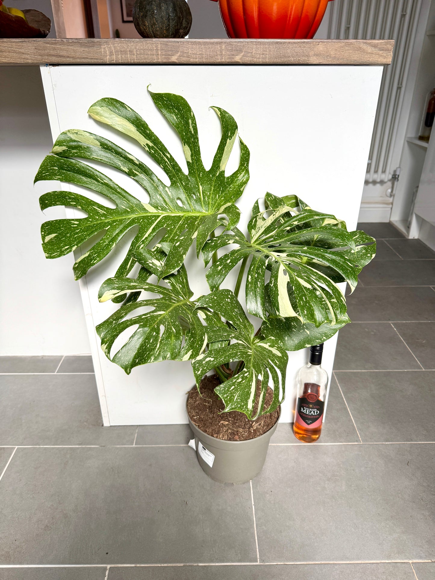 90cm Monstera Thai Constellation (Swiss Cheese Plant)