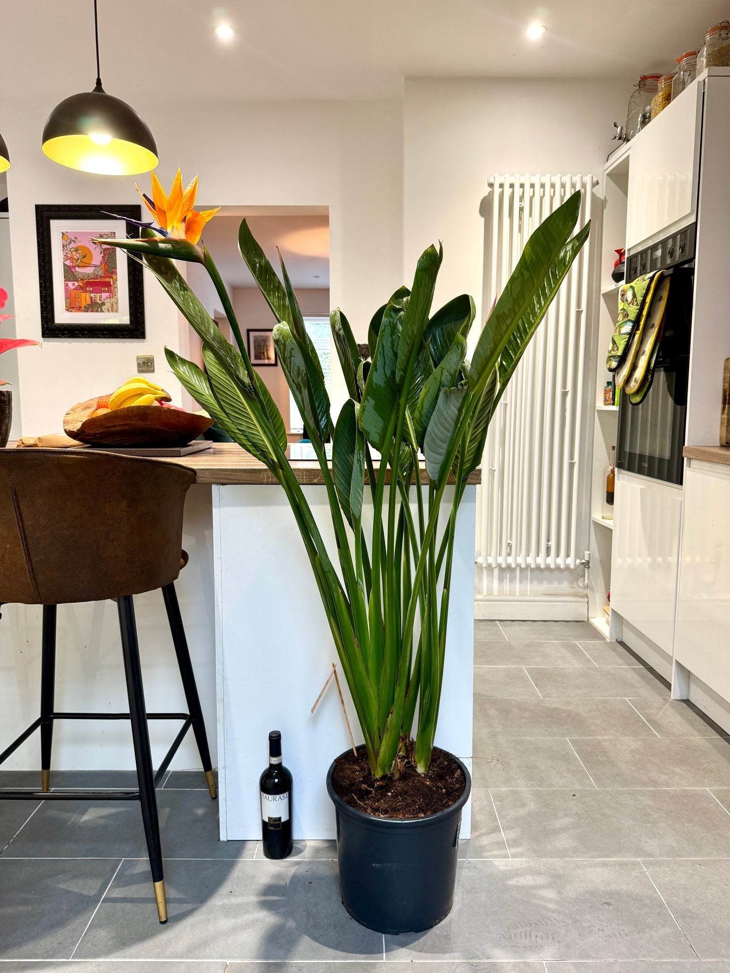 140cm Strelitzia Reginae (Orange Flowering Bird of Paradise)
