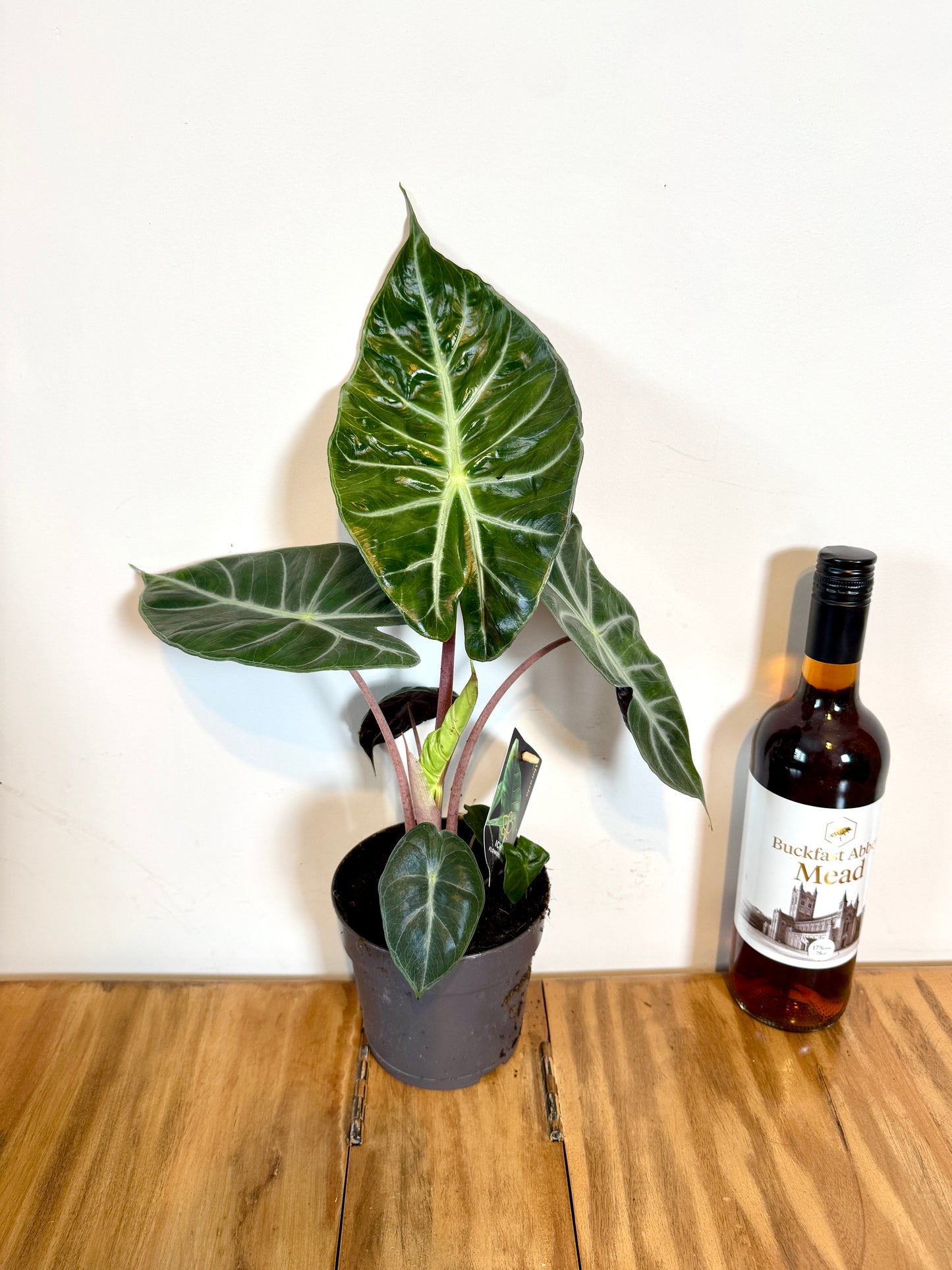 50cm Alocasia Pink Dragon