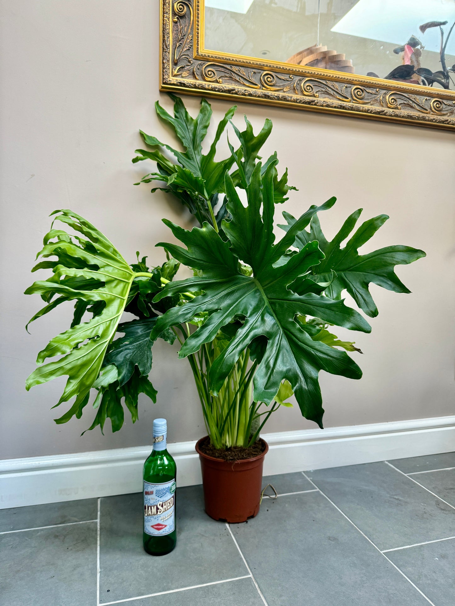 100cm Philodendron Selloum