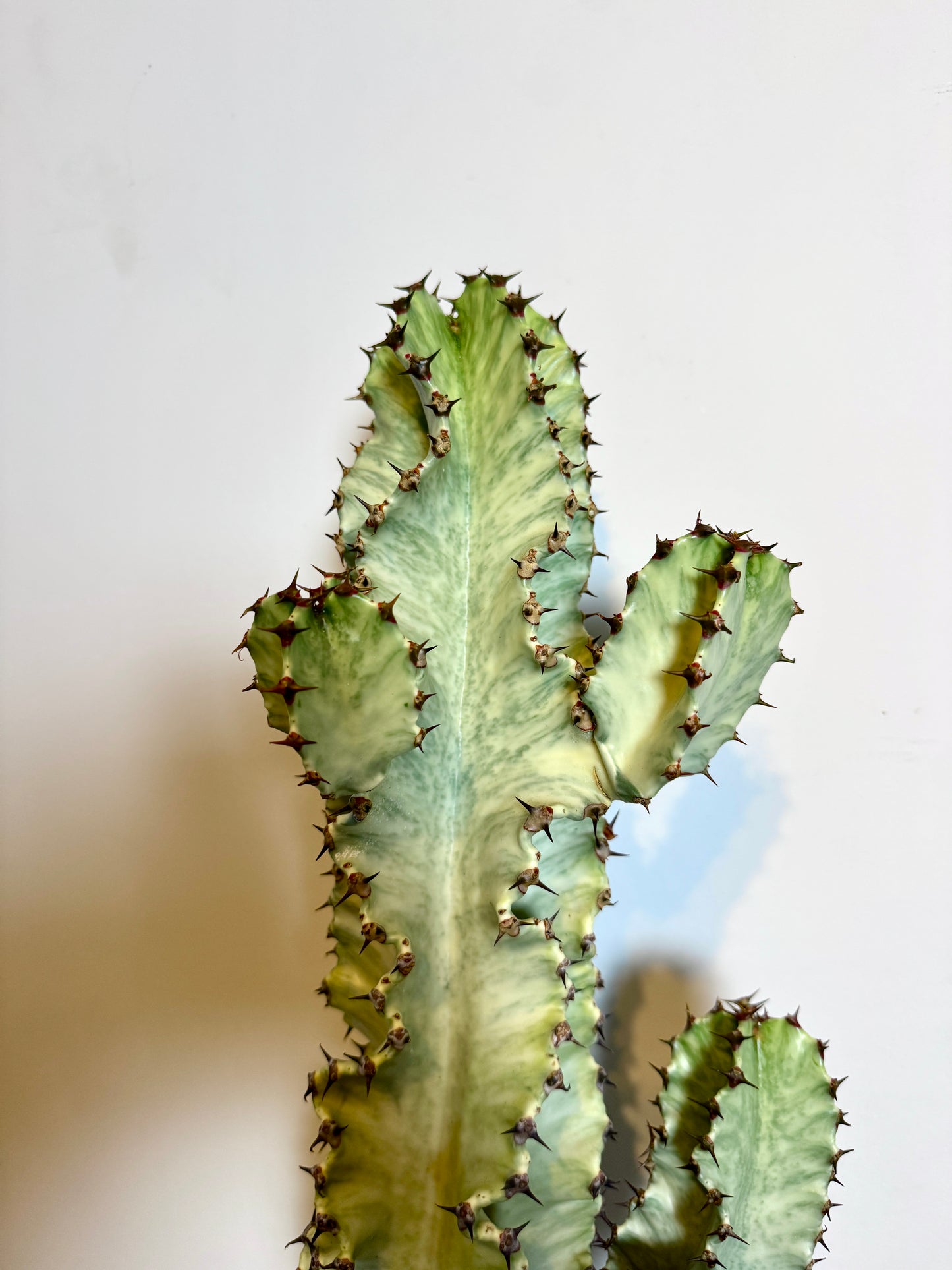 100cm Euphorbia Variegated Marmorata Cactus