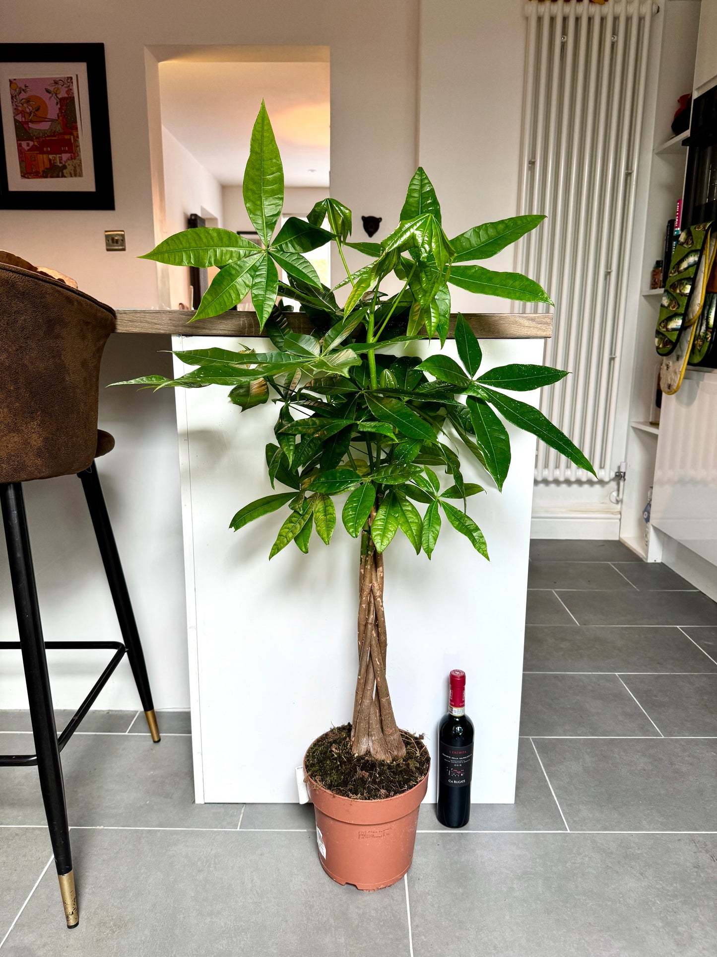 120cm Money Tree (Pachira Aquatica)