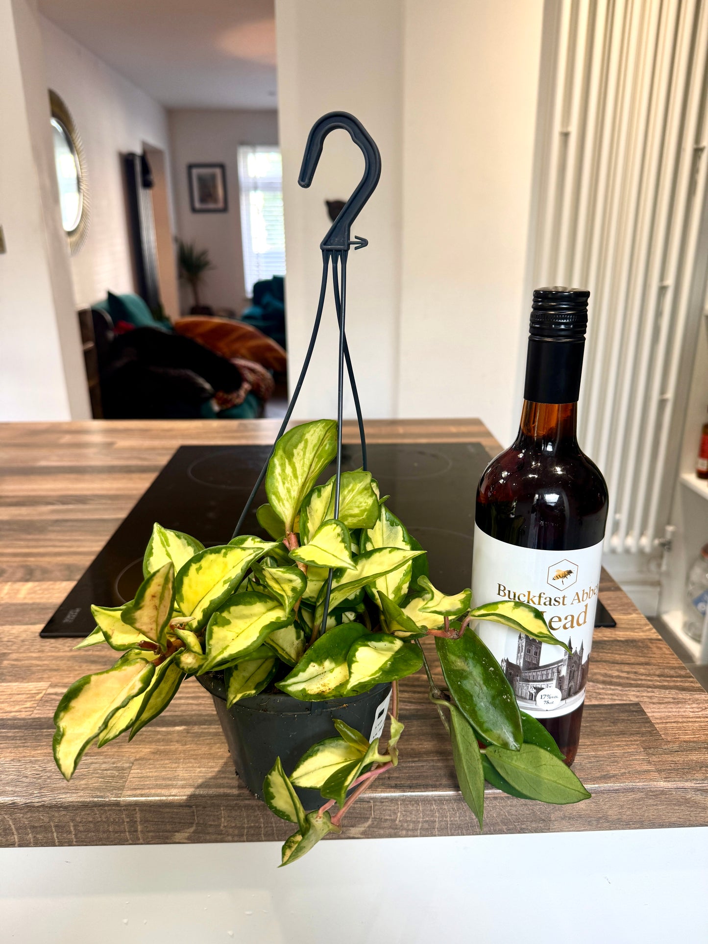 40cm Hanging Hoya Tricolor