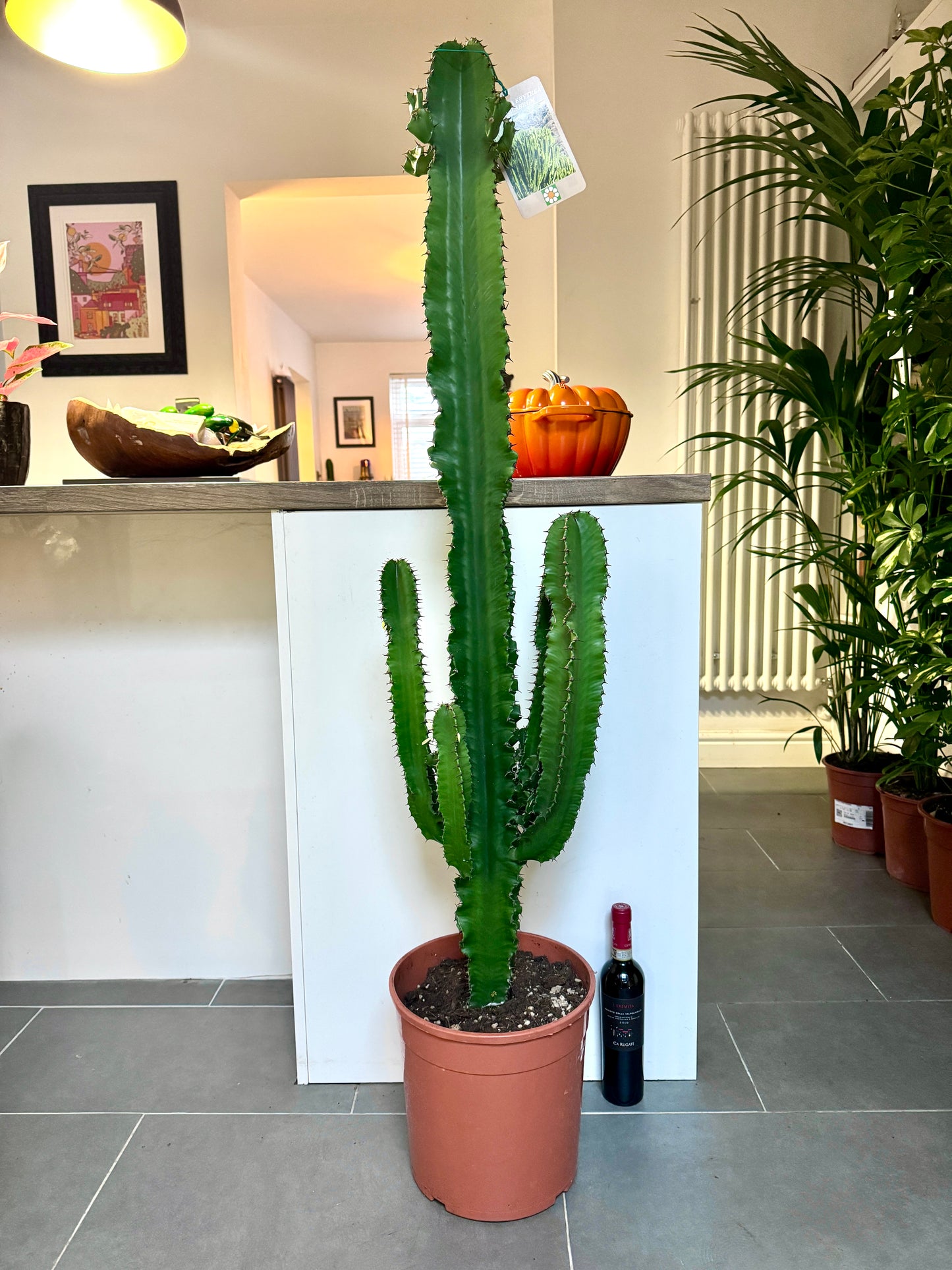150cm Giant Euphorbia Cactus