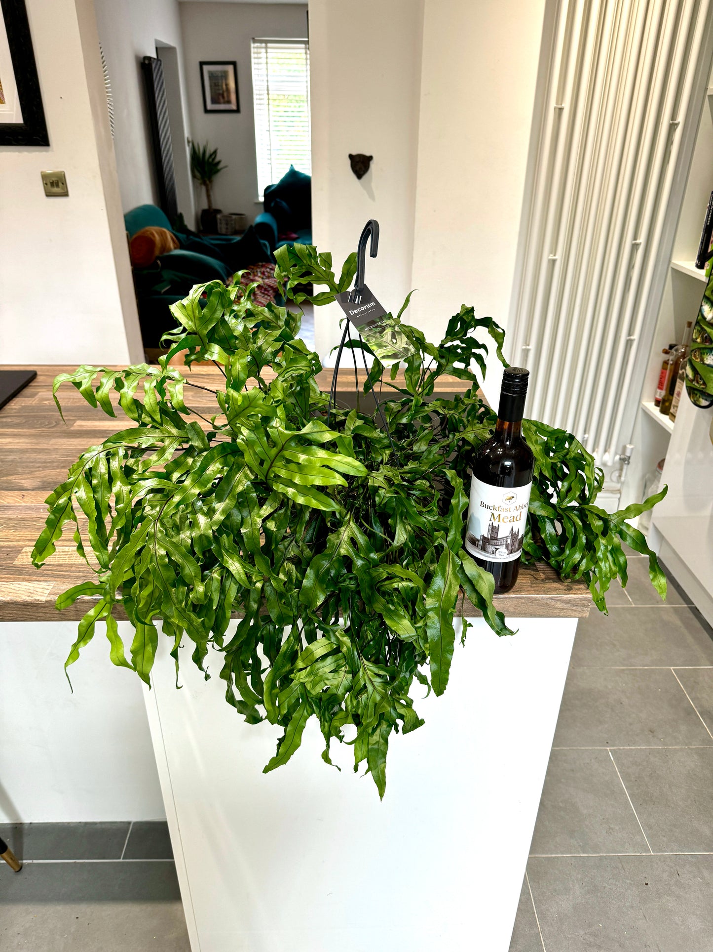 60cm Kangaroo Fern (Microsorum Diversifolium)