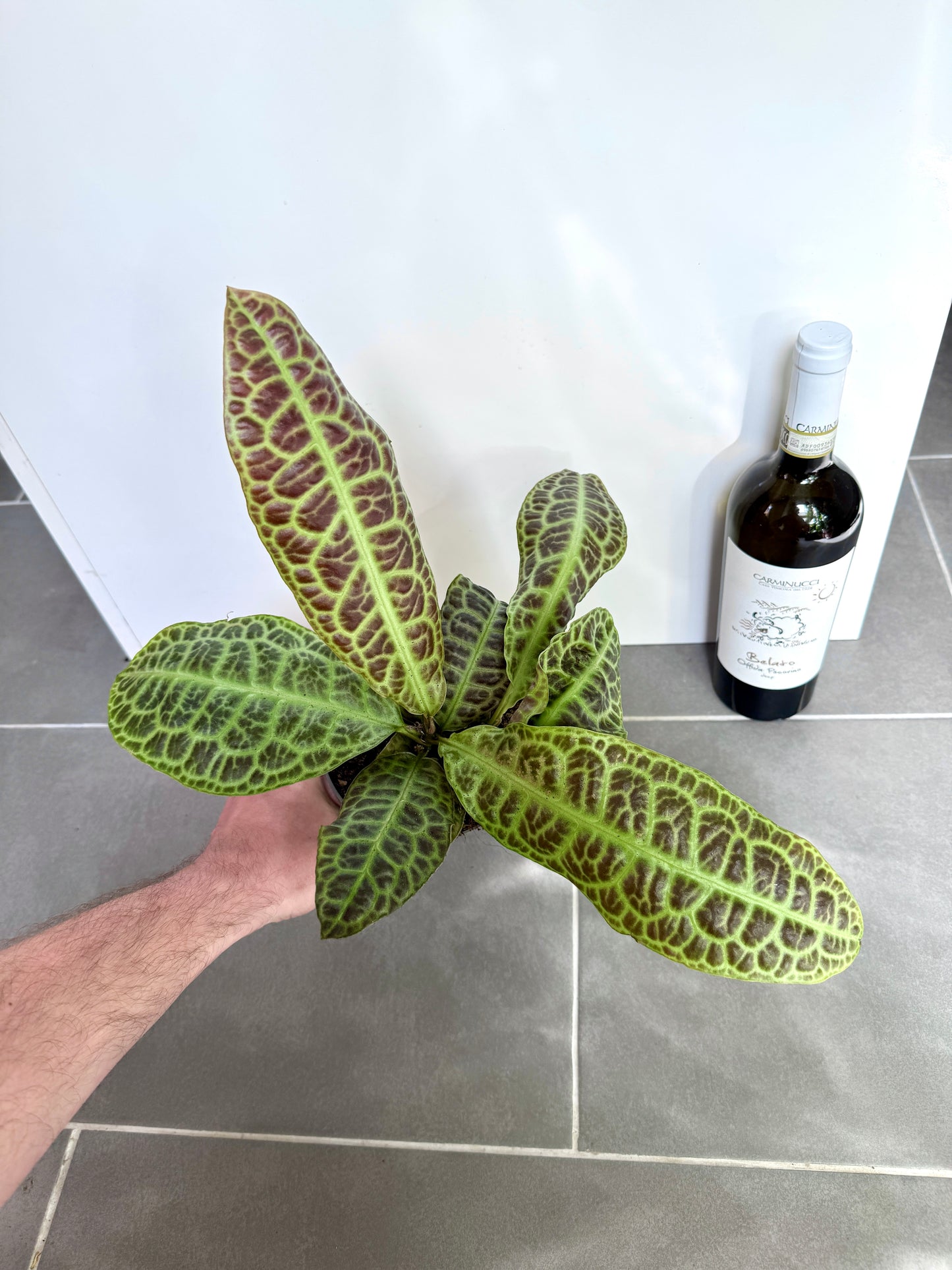 30cm Labisia Obtusifolia Kura Kura (Turtle Back Plant)