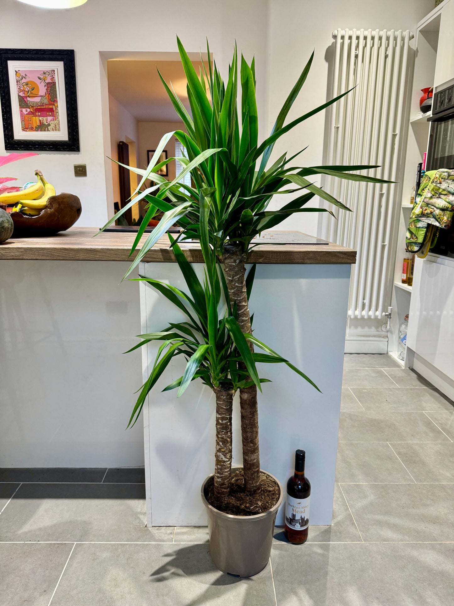 160cm Double Stem Yucca