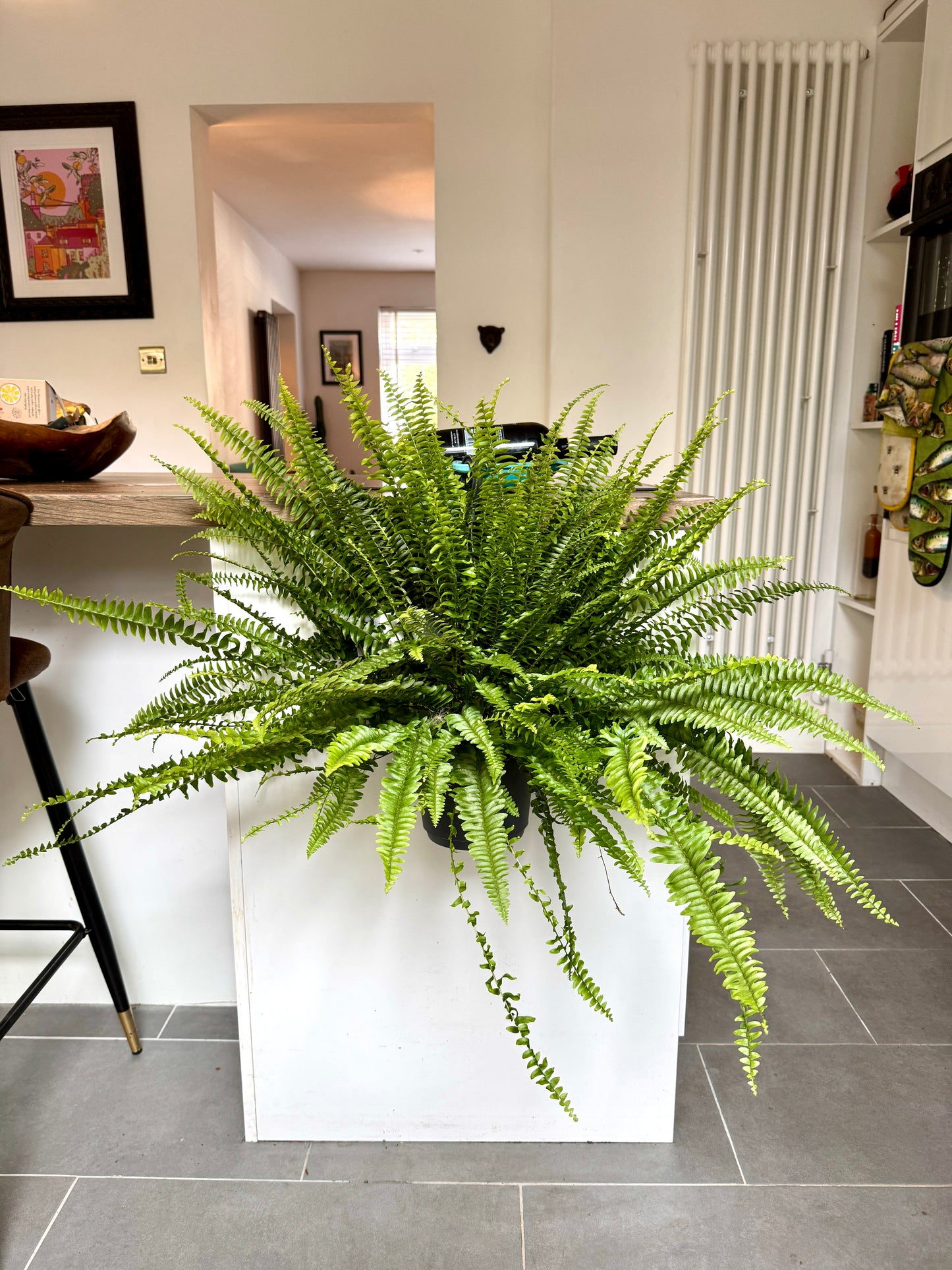 80cm Sword Fern (Nephrolepsis exaltata)