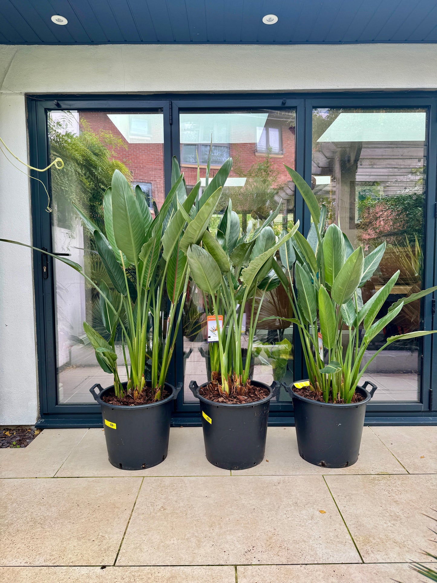 180cm Strelitzia Reginae (Orange Flowering Bird of Paradise)