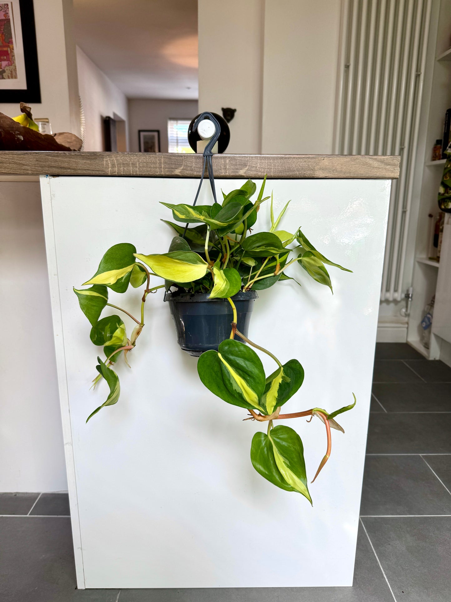 50cm Philodendron scandens brasil (Devils Ivy)