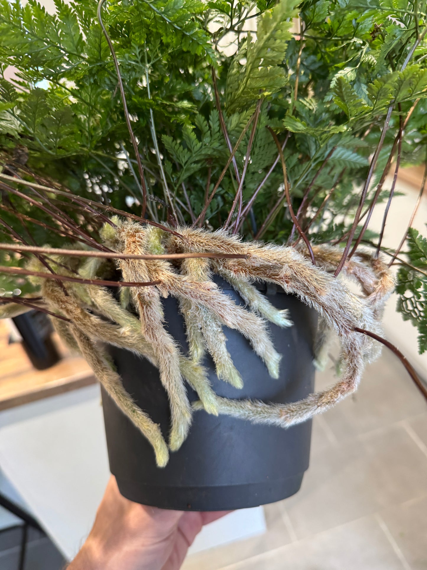 50cm Humata Tyermannii (White Rabbit Foot Fern)