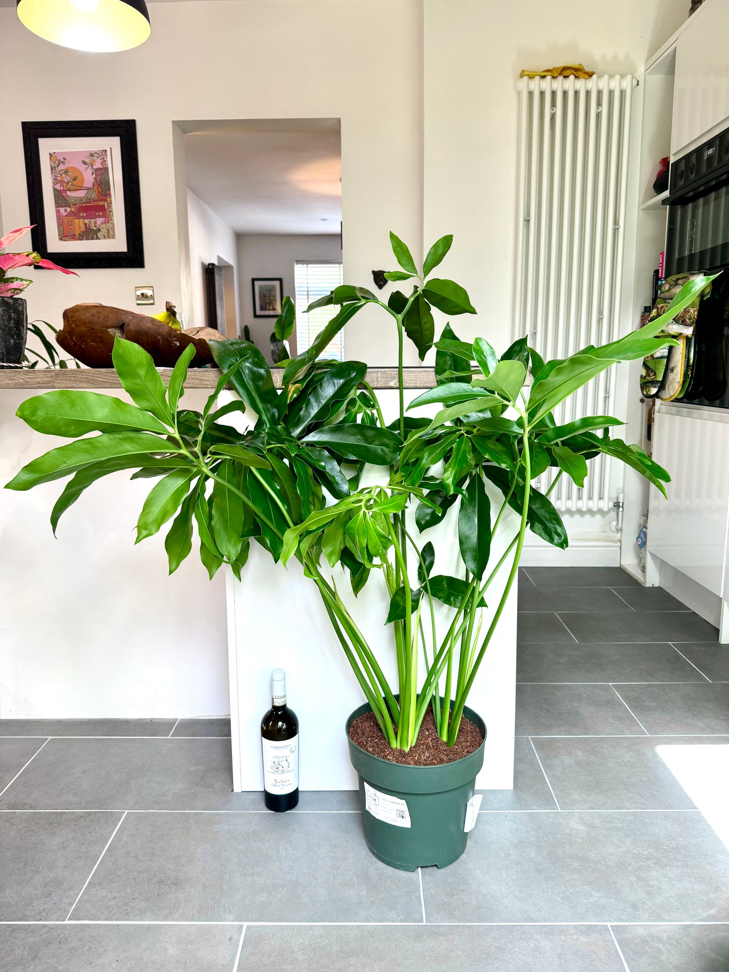120cm Giant Philodendron Fun Bun