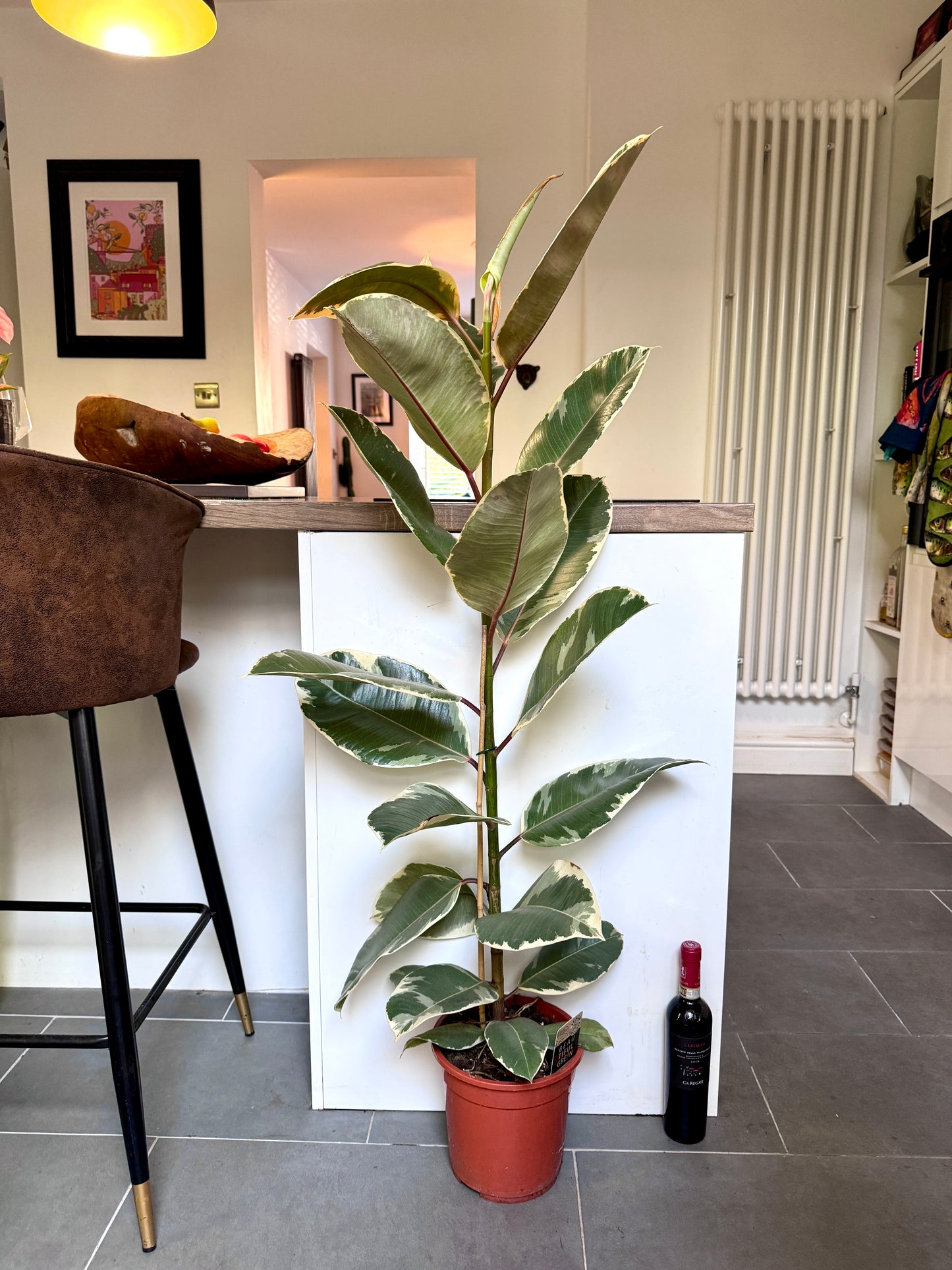 130cm Ficus Elastica Tineke (Variegated Rubber Plant)