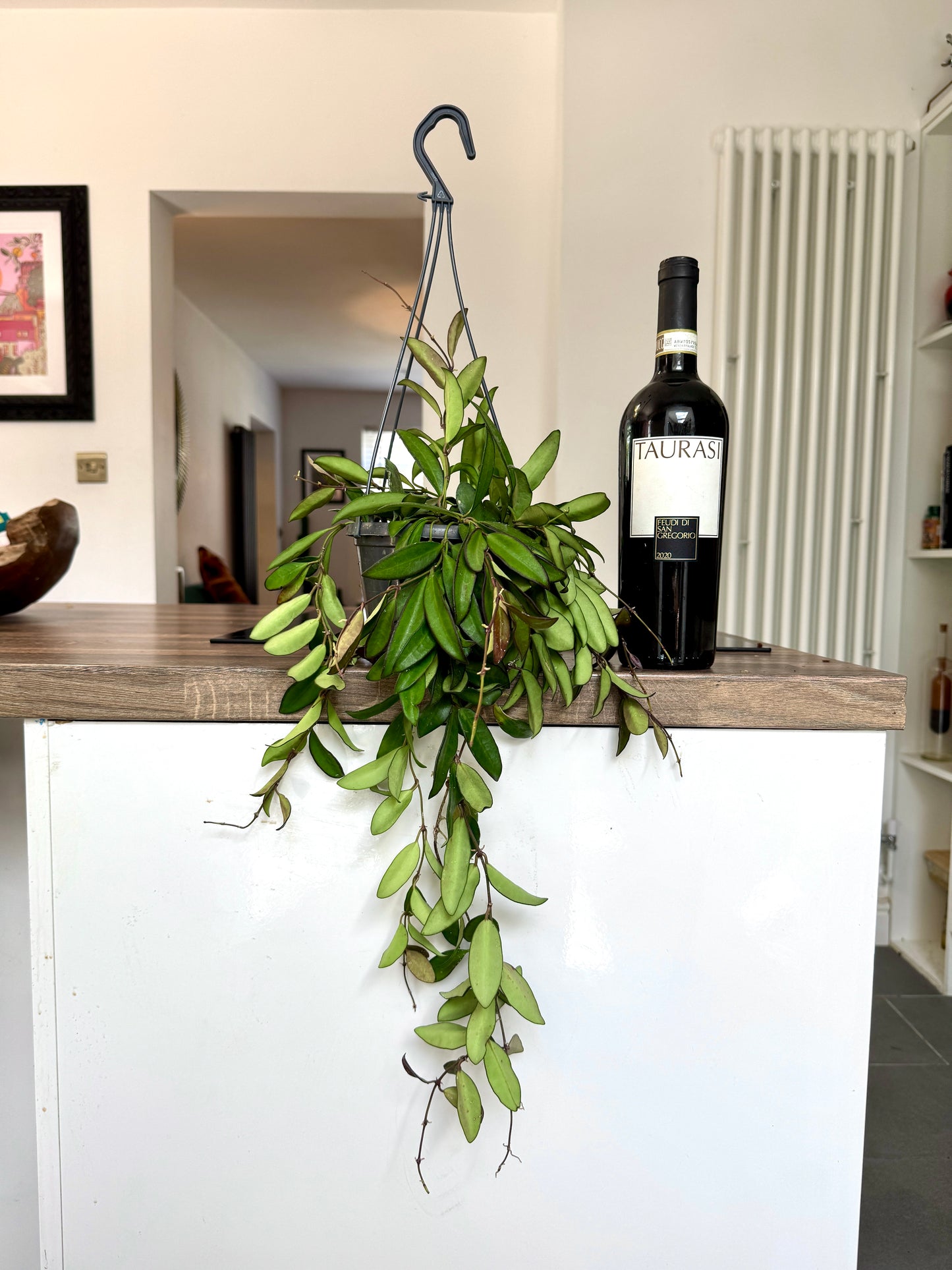 50cm Hanging Hoya Rosita