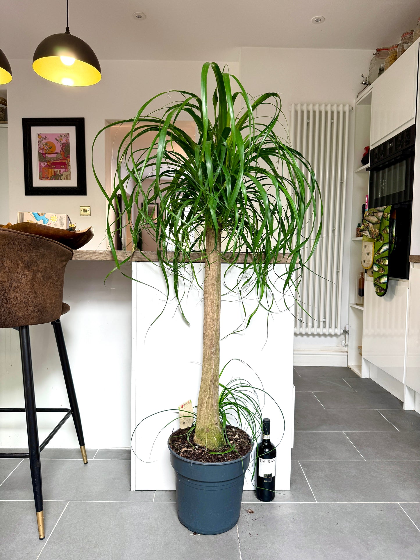 150cm Beaucarnea Recurvata (Ponytail Palm)