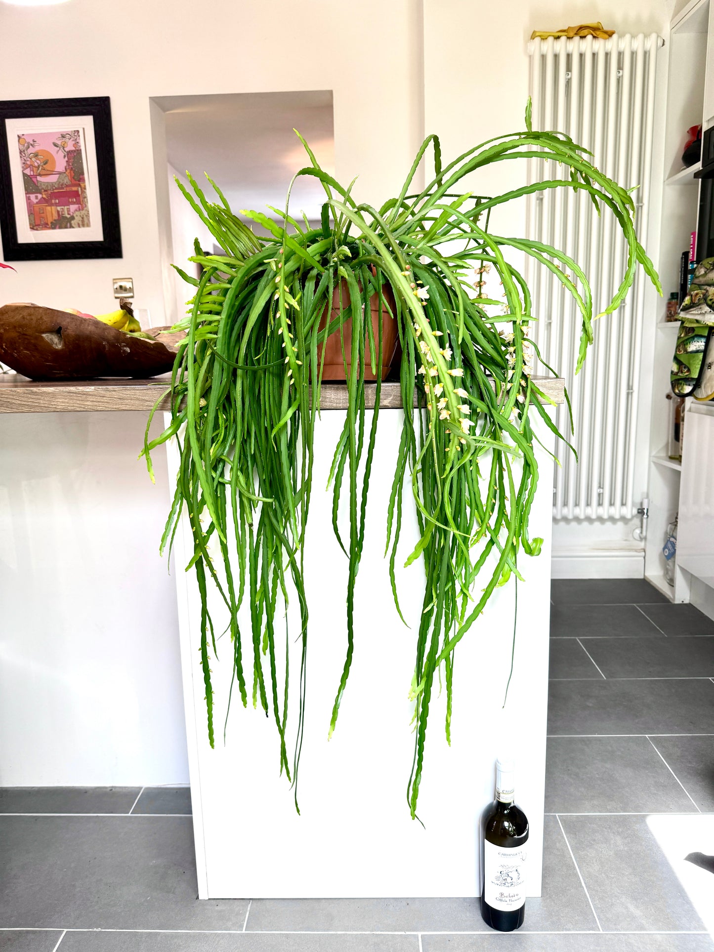 110cm Flowering Lepismium Bolivianum