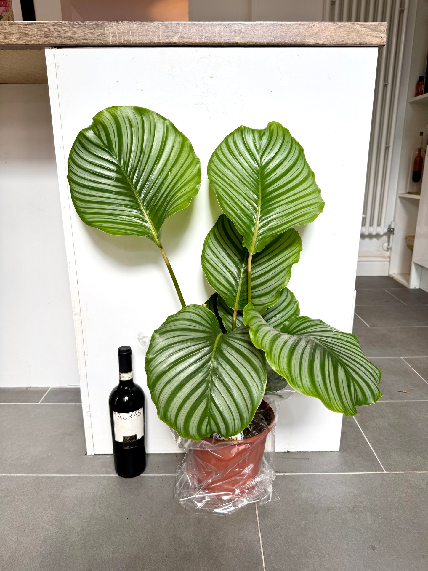 75cm Calathea Orbifolia