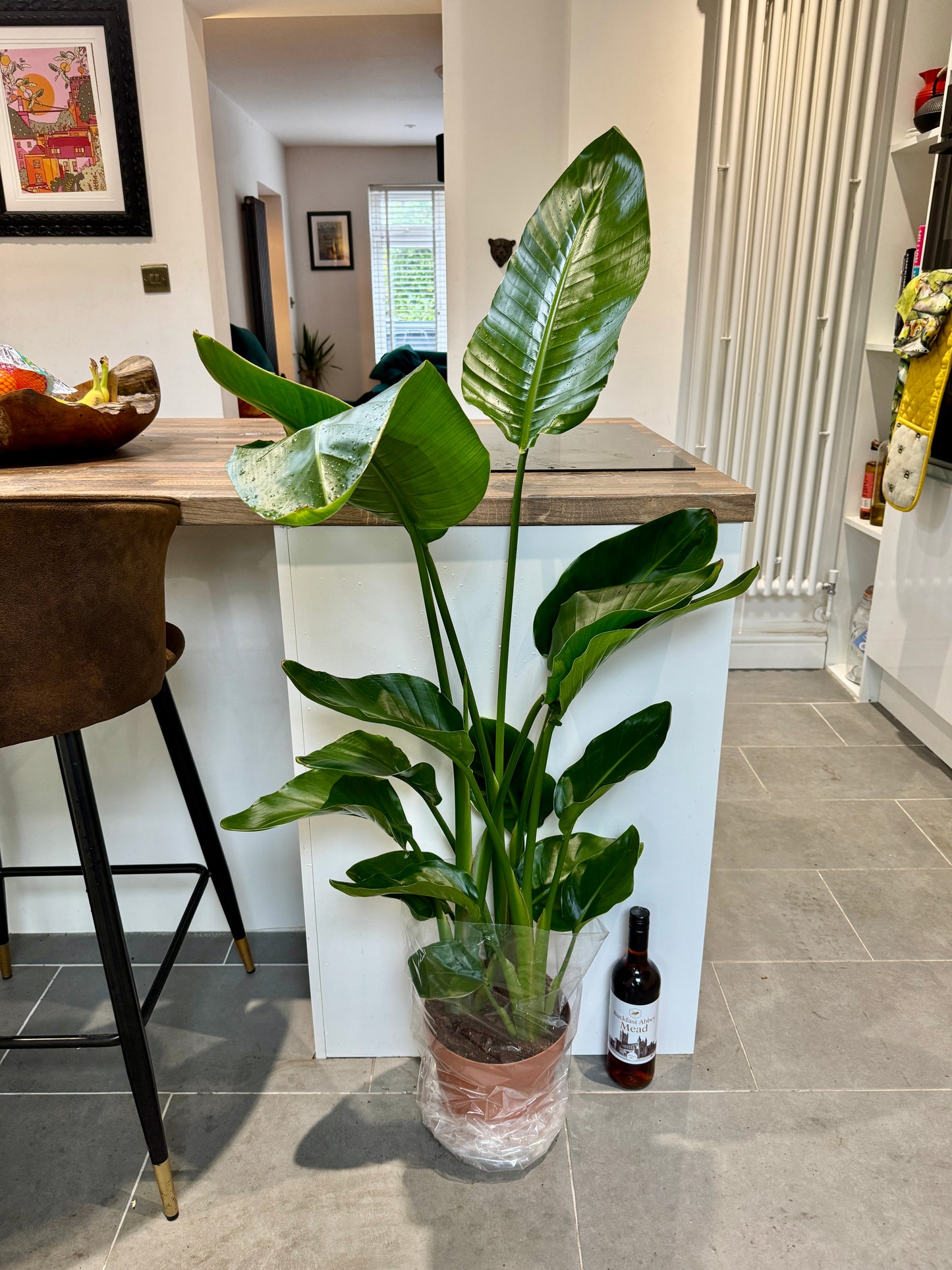 130cm Strelitzia Nicolai (Bird of Paradise)
