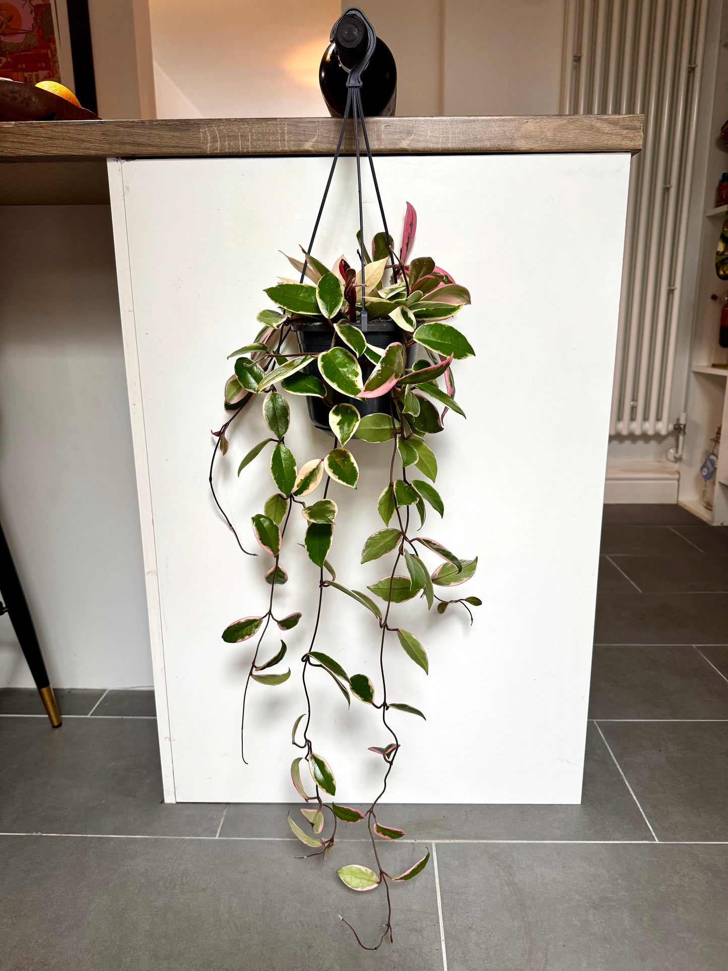 90cm hanging Hoya Carnosa Flamingo Dream