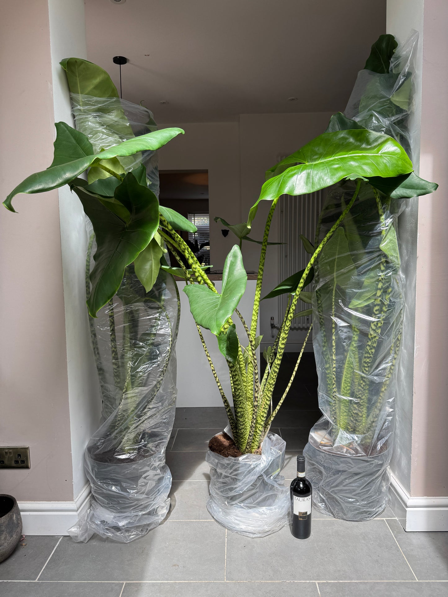 180cm Giant Alocasia Zebrina