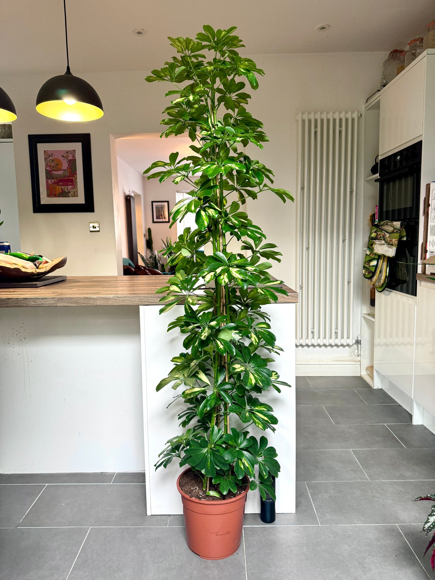 180cm Golden Umbrella Plant (Schefflera Gold Capella)