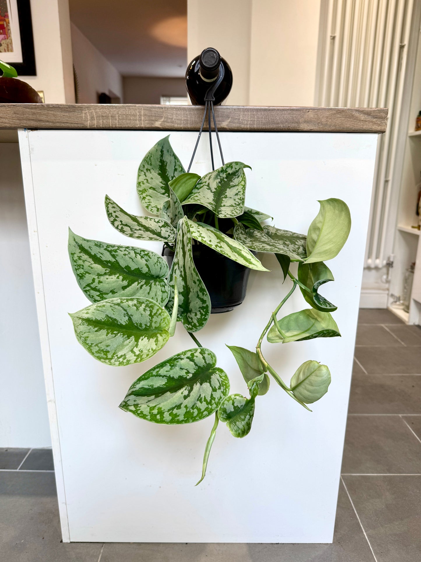 50cm Hanging Satin Pothos (Scindapsus pictus trebie)