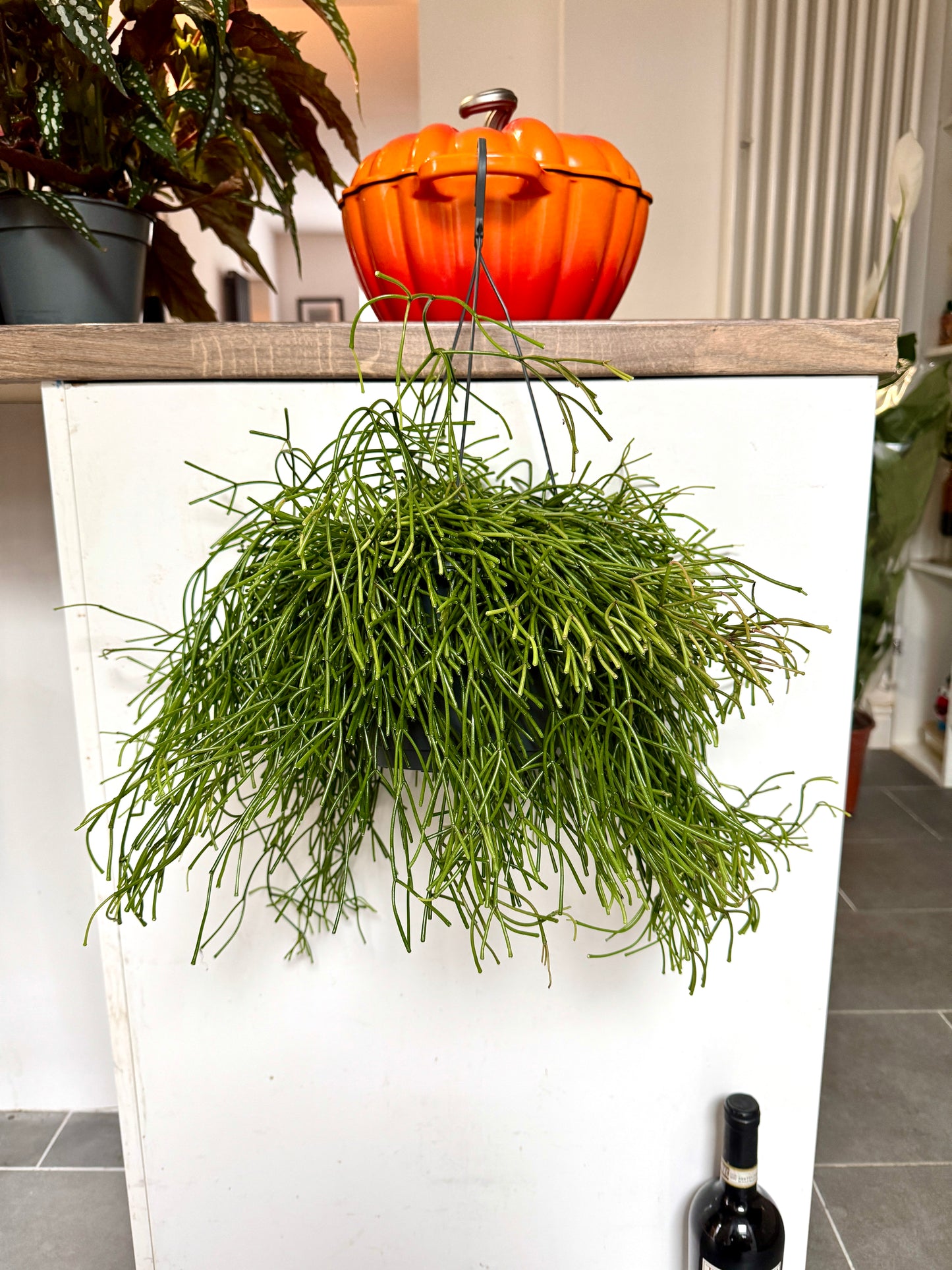 60cm Rhipsalis Oasis