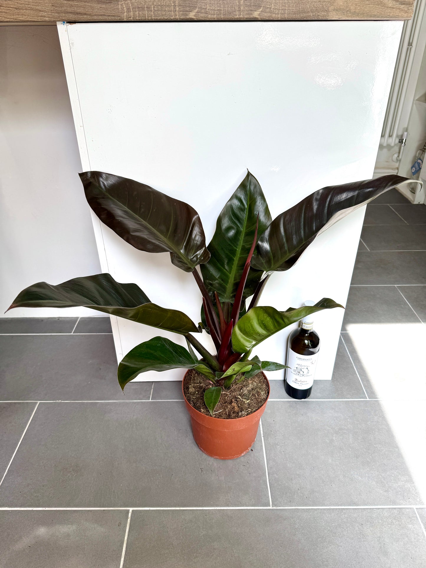 65cm Philodendron Imperial Red