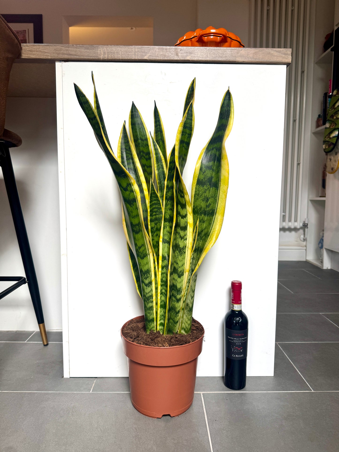 90cm Sansevieria (Snake / Mother in Law’s Tongue Plant)