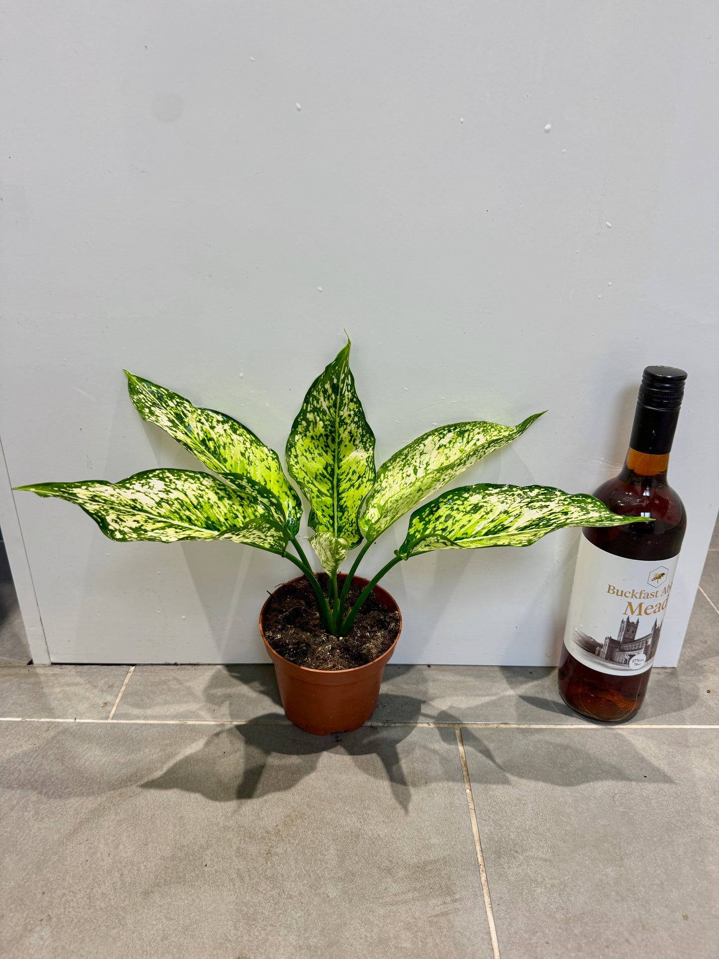30cm Aglaonema Anyamanee White
