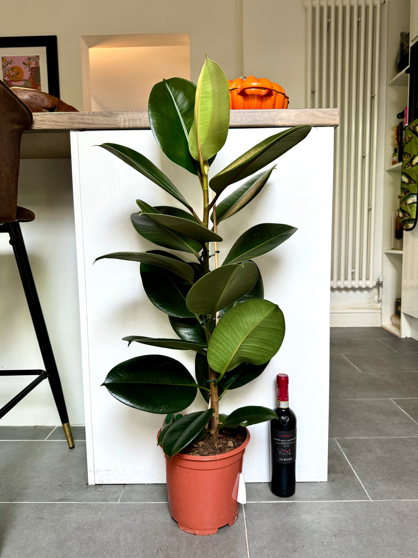 100cm Ficus Robusta (Rubber Plant)