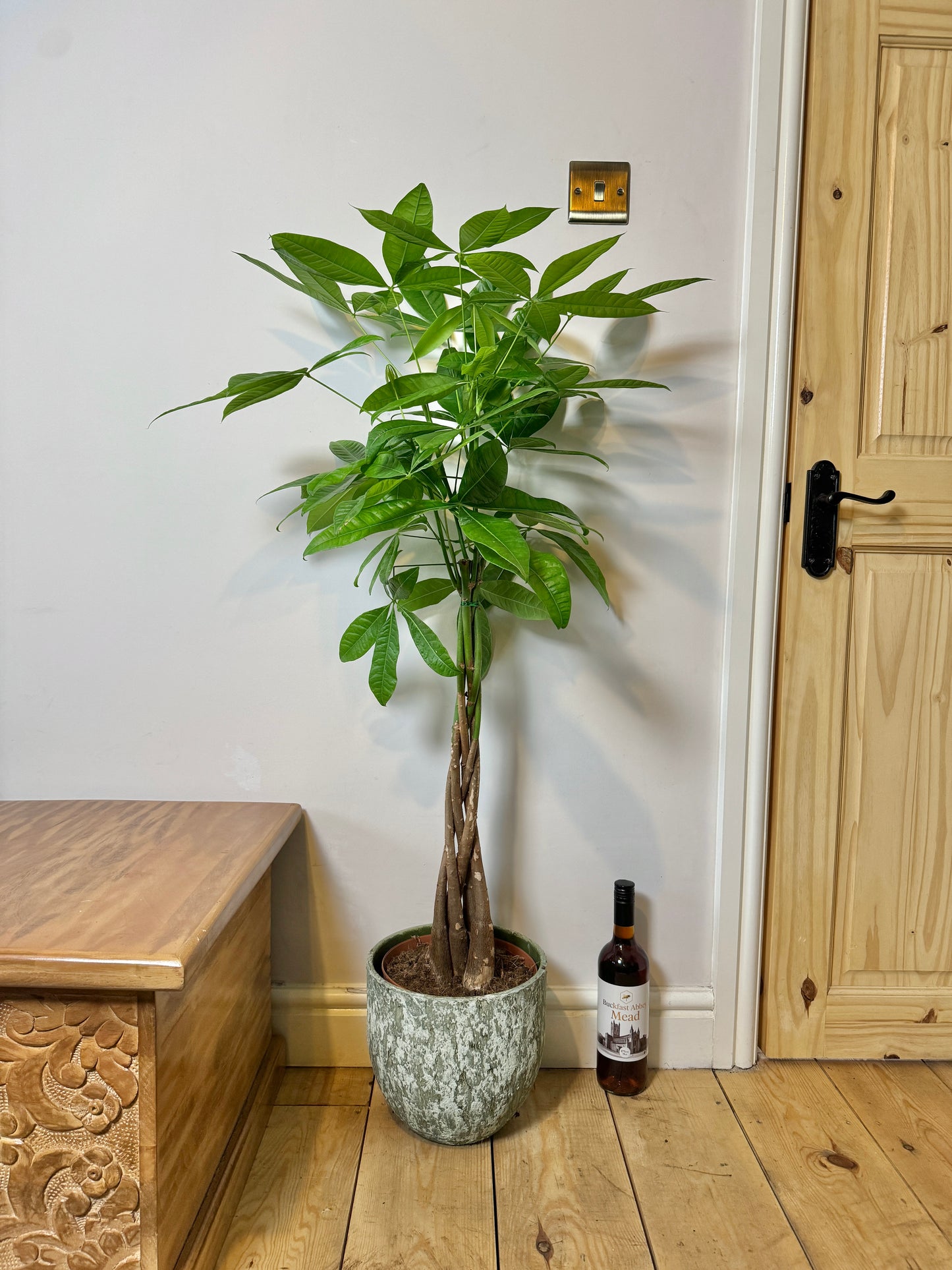 110cm Money Tree (Pachira Aquatica)